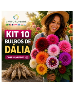 Kit 10 Bulbos de Dália Cores Variadas  Jardim Bonito Sem Complicação